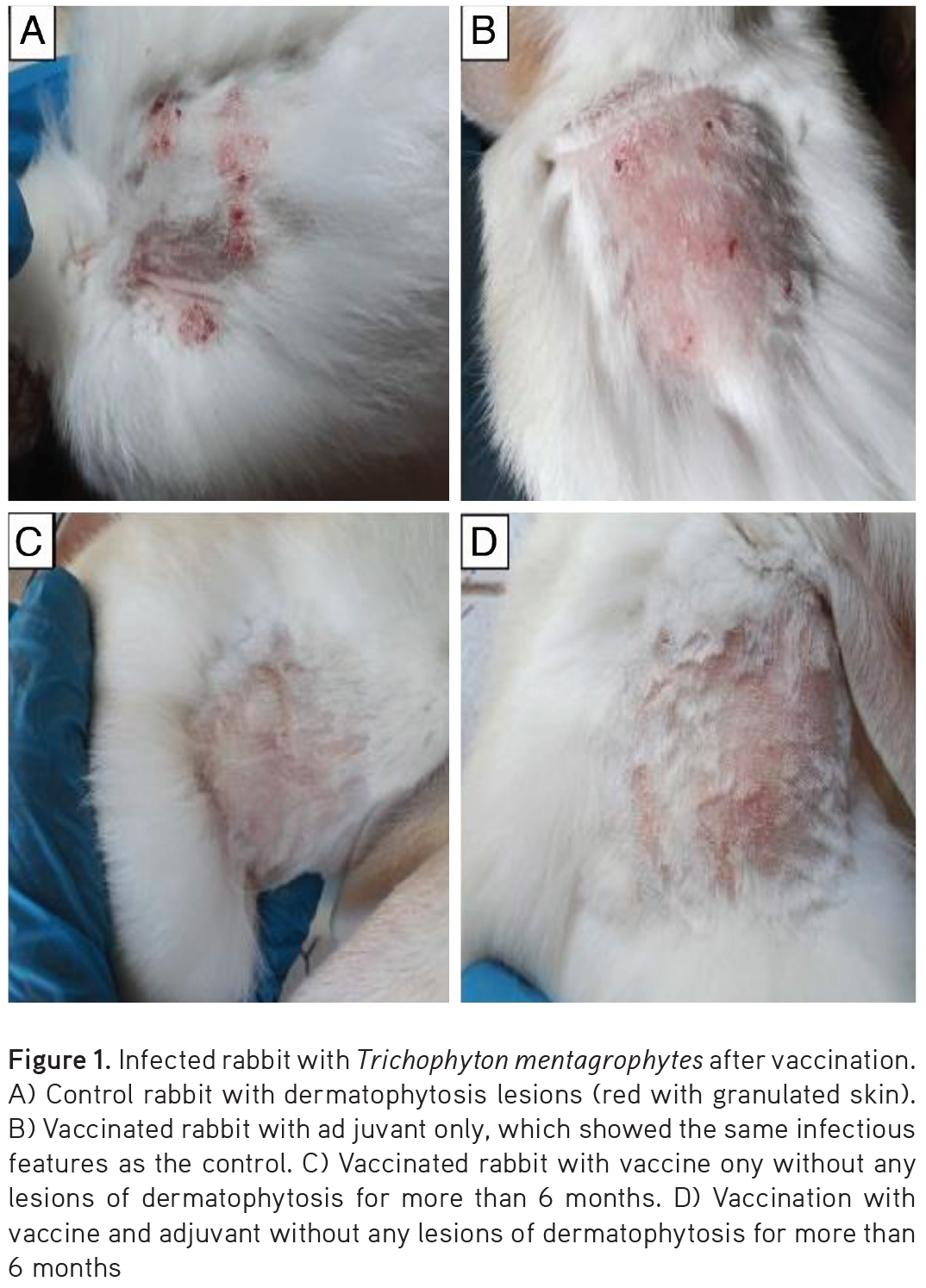Prophylaxis and Therapeutic Ability of Inactivated Dermatophytic ...