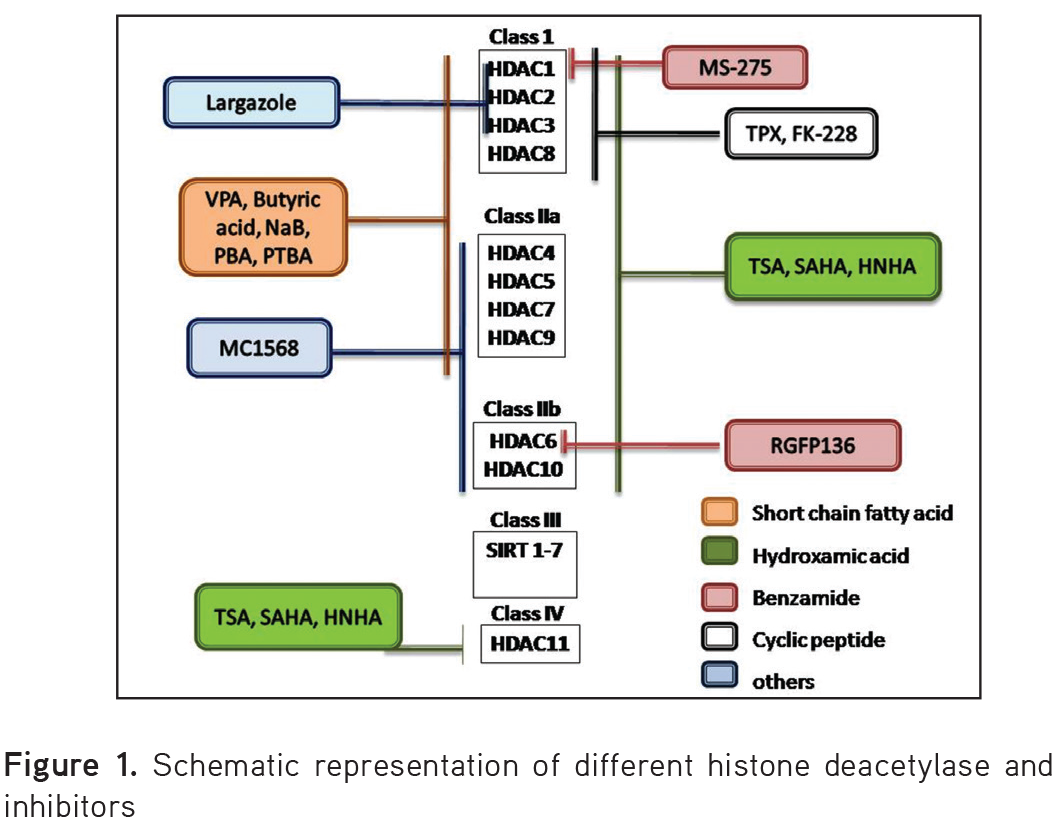 Histone Deacetylase Inhibitors: A Prospect in Drug Discovery - Turkish ...