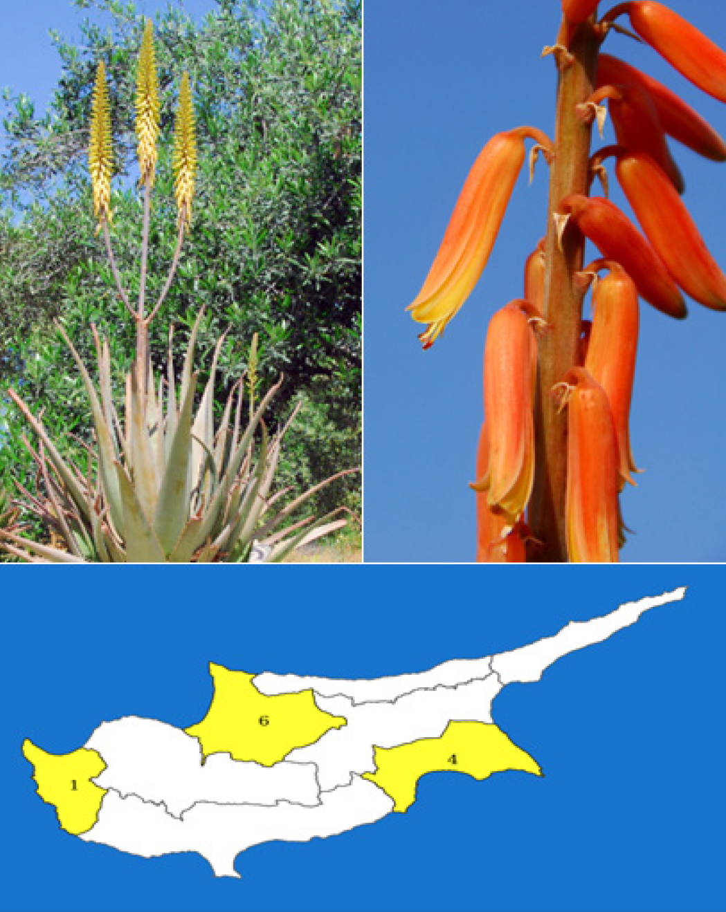red aloe plant Red Aloe (Aloe Cameronii), Cameron's Ruwari Aloe, live plant – Desert Noir